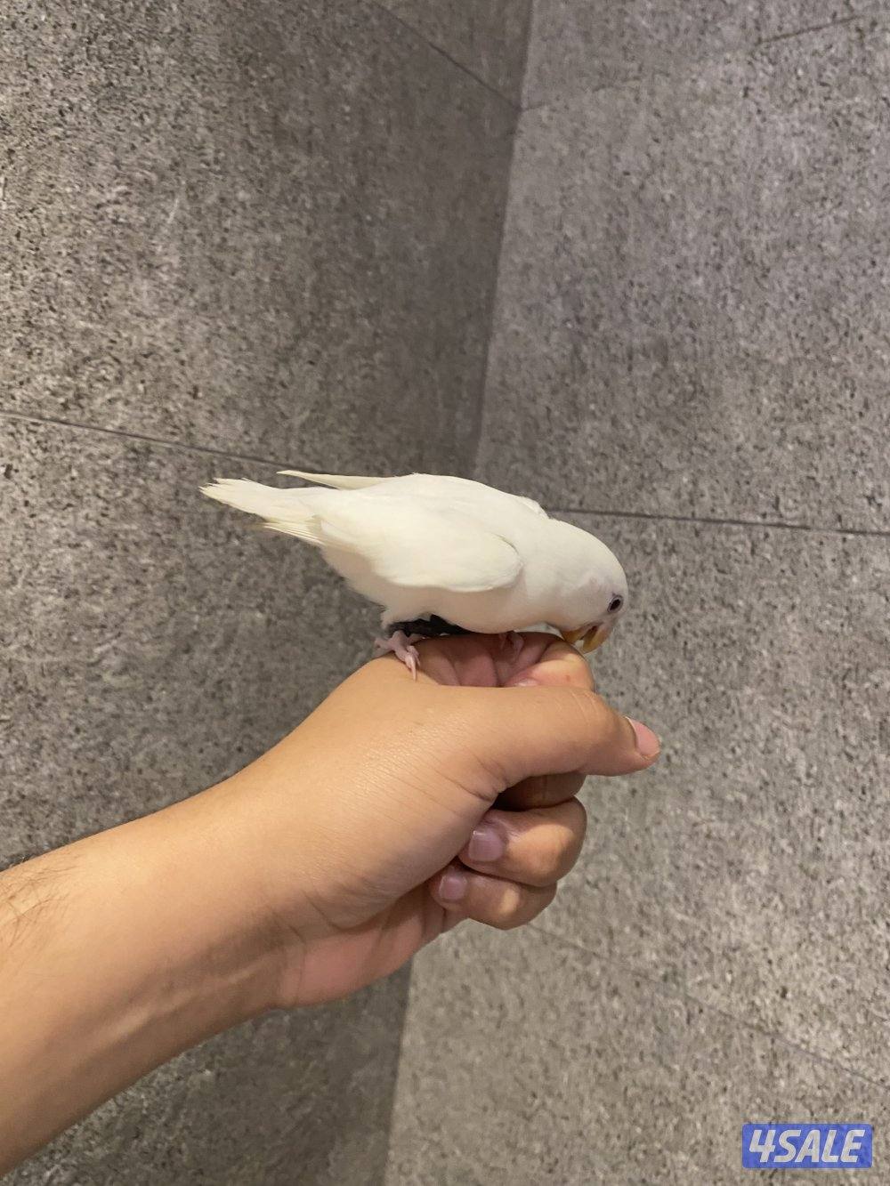 طير لوف بيرد جانبو لابينو ربوه او يسمع الكلام0