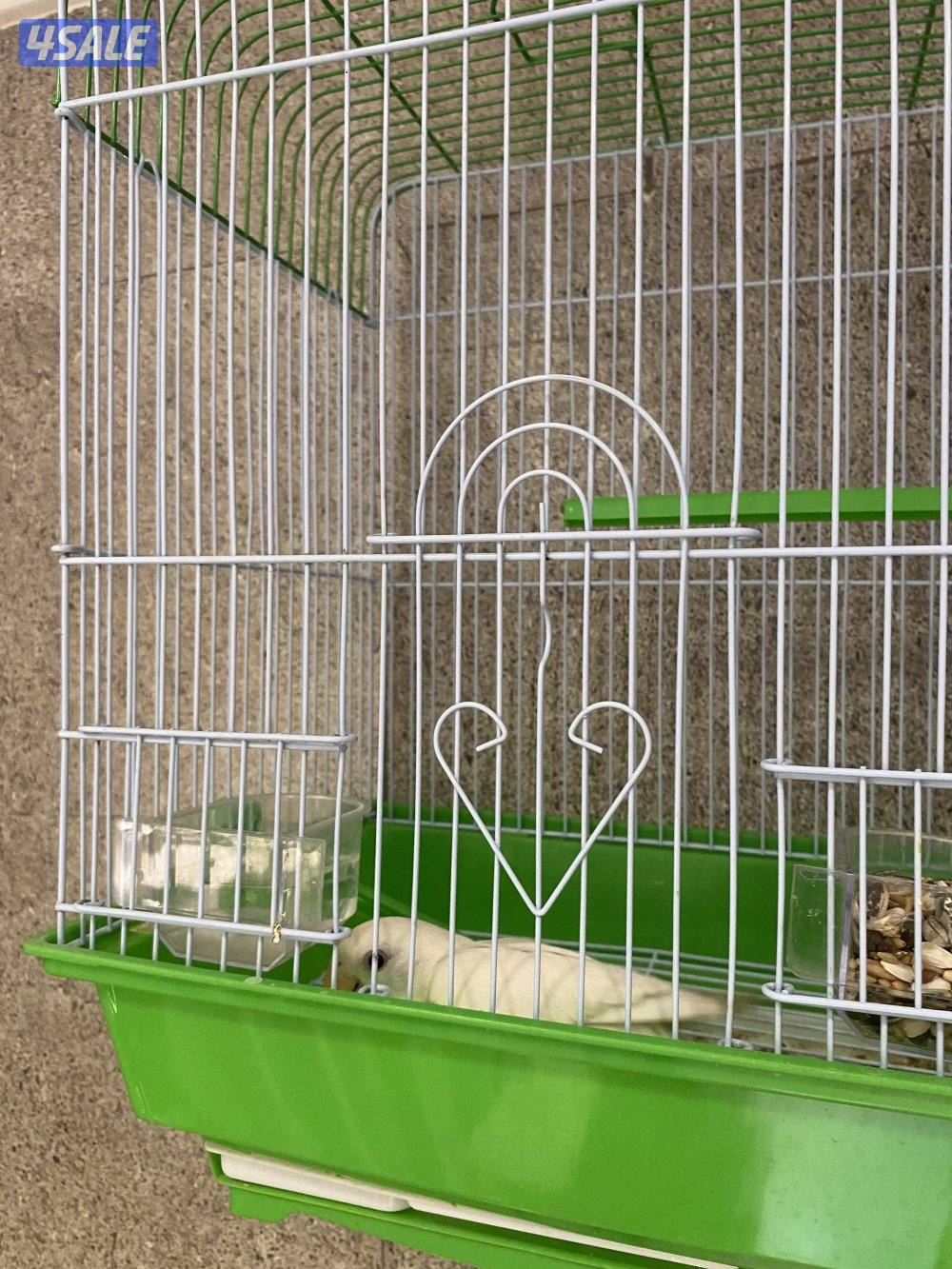 طير لوف بيرد جانبو لابينو ربوه او يسمع الكلام1