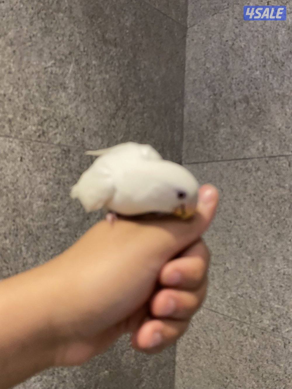 طير لوف بيرد جانبو لابينو ربوه او يسمع الكلام2