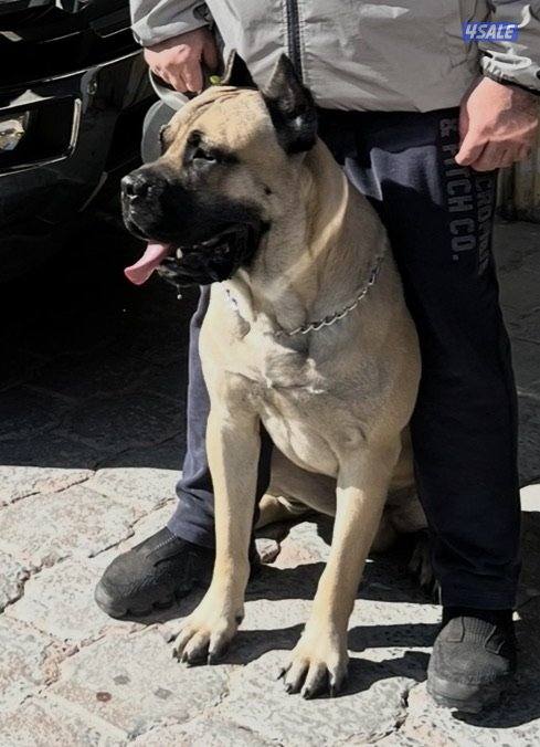 البيع كون كورسو0