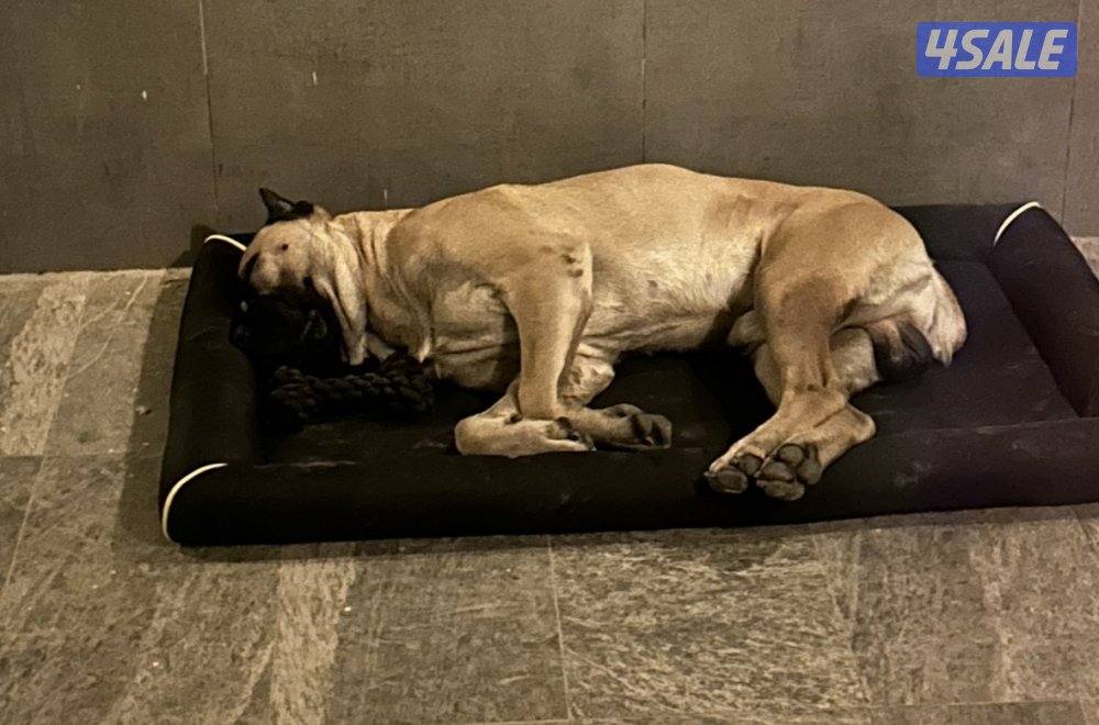 البيع كون كورسو1