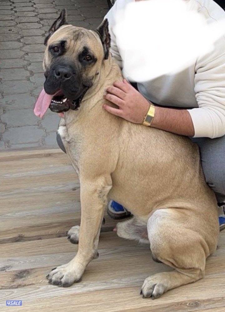 البيع كون كورسو2