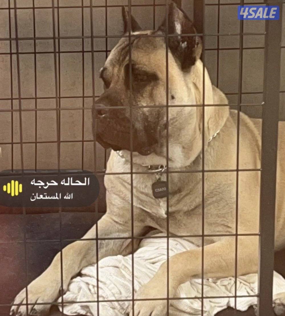 البيع كون كورسو4