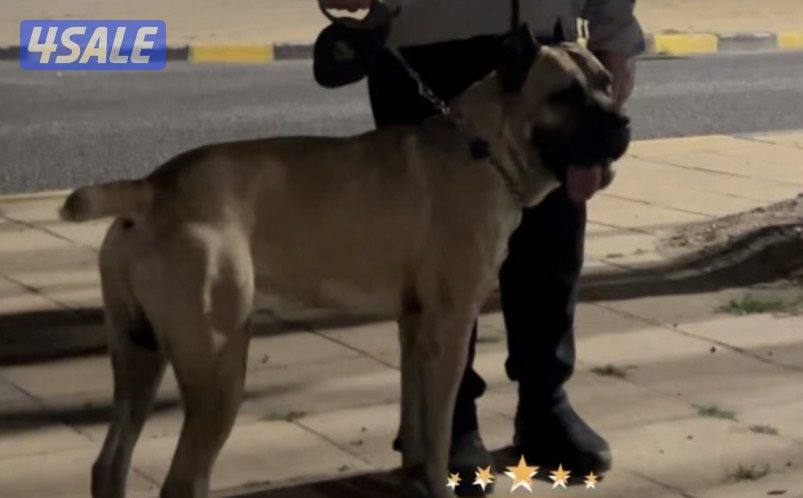 البيع كون كورسو3