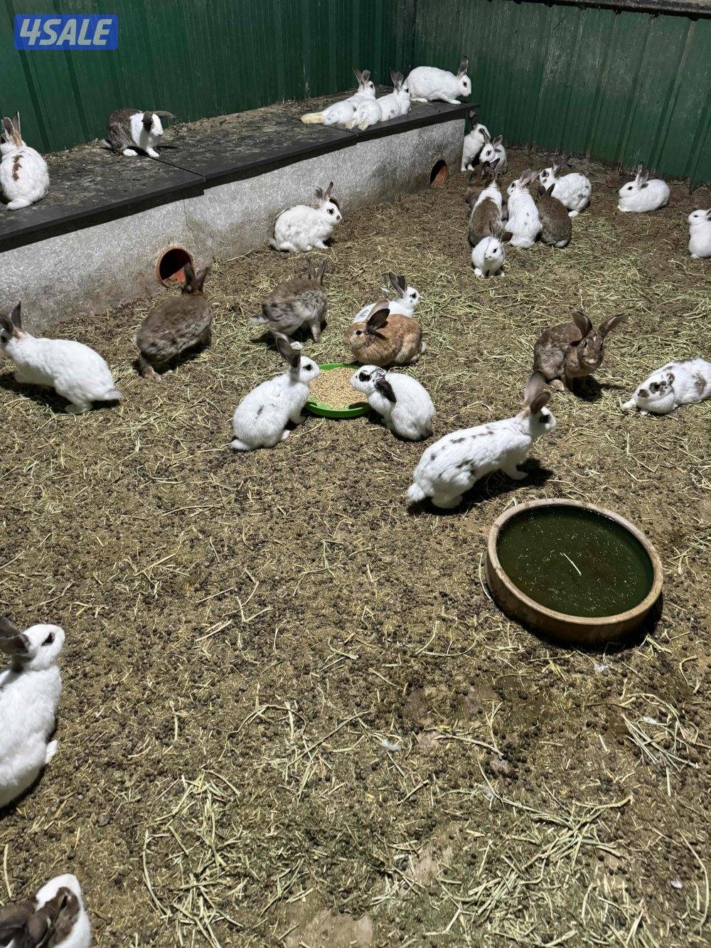 ارانب فرنسيه منتجه0