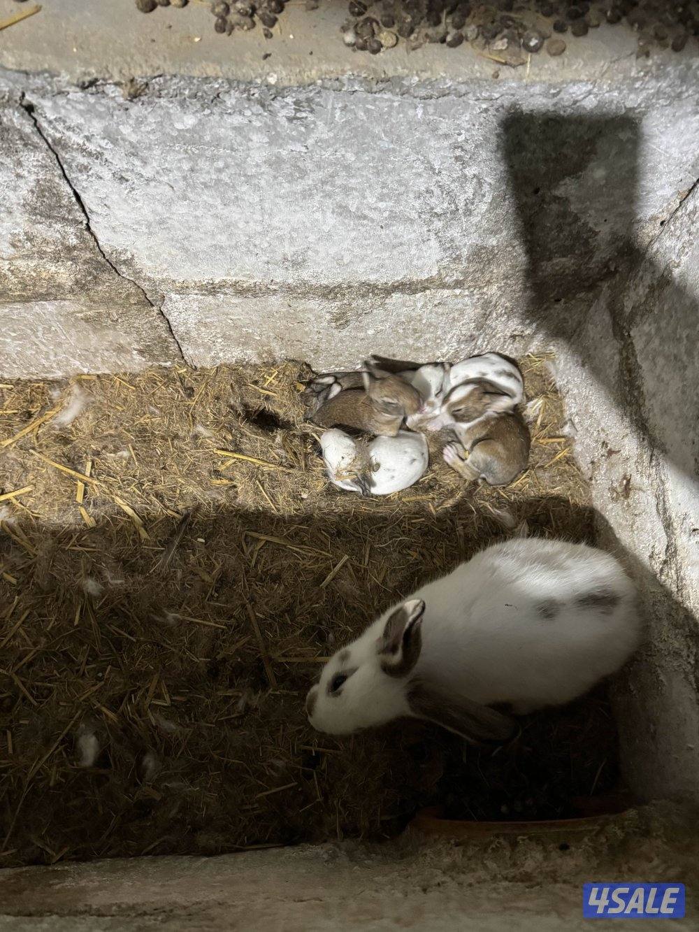 ارانب فرنسيه منتجه1