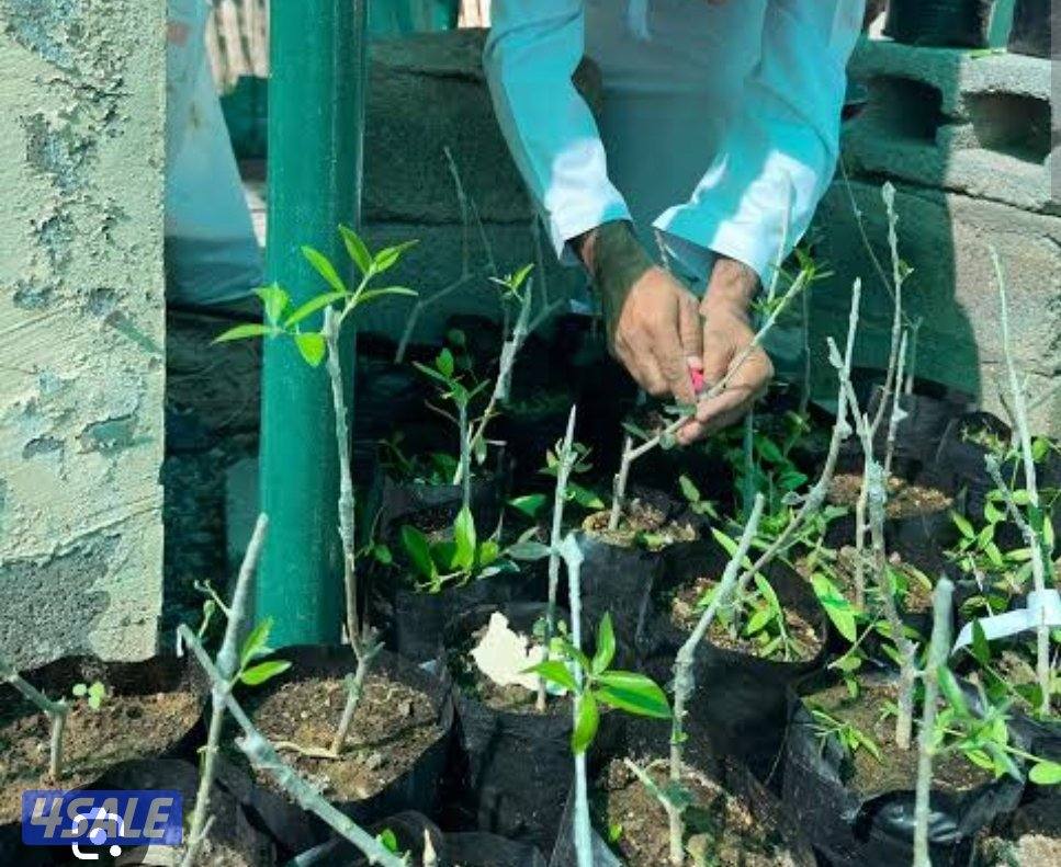 مطلوب عامل مشتل له خبرة بالتشتيل والتطعيم والزراعة0