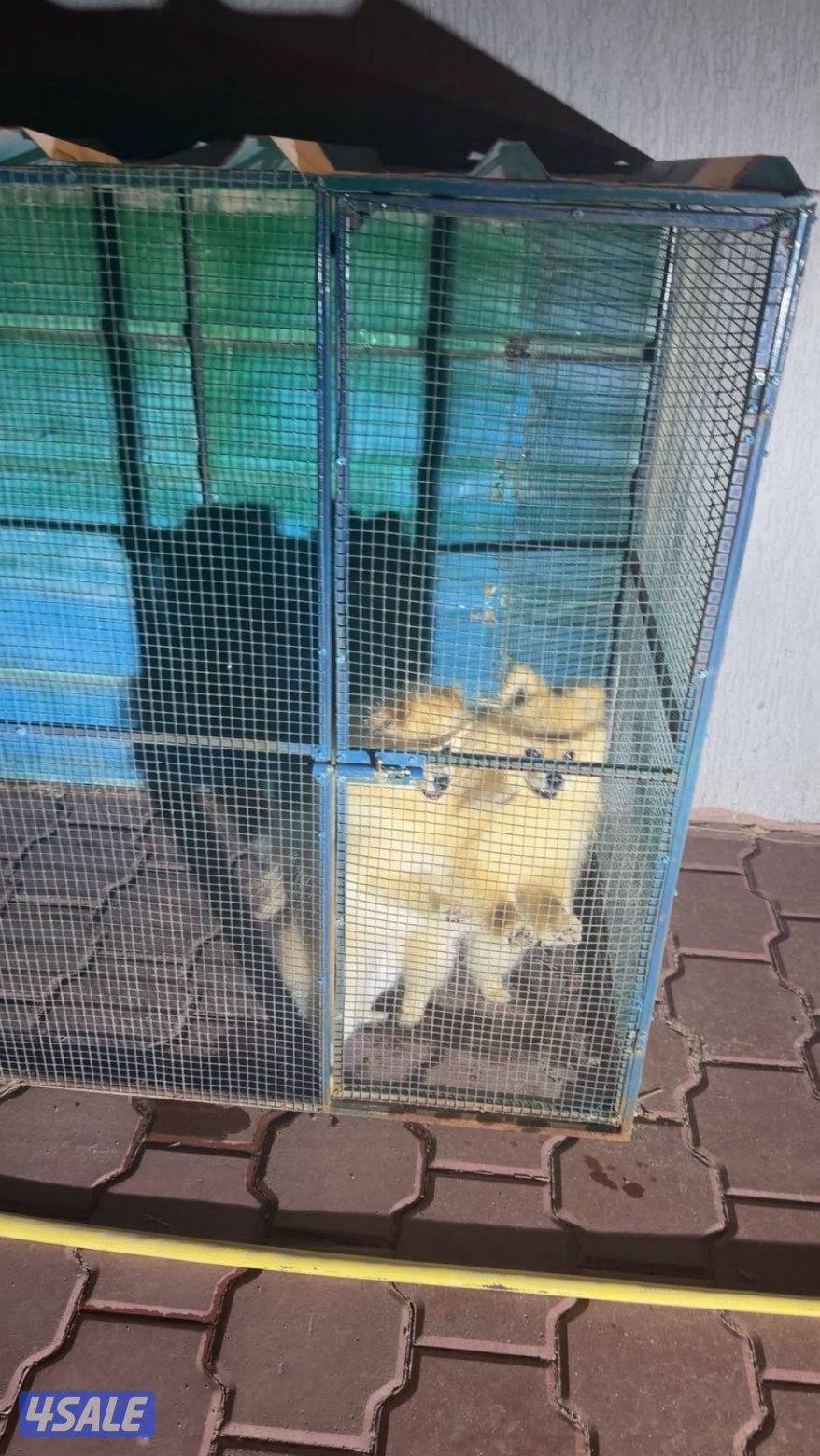 هدية قطعق٣1