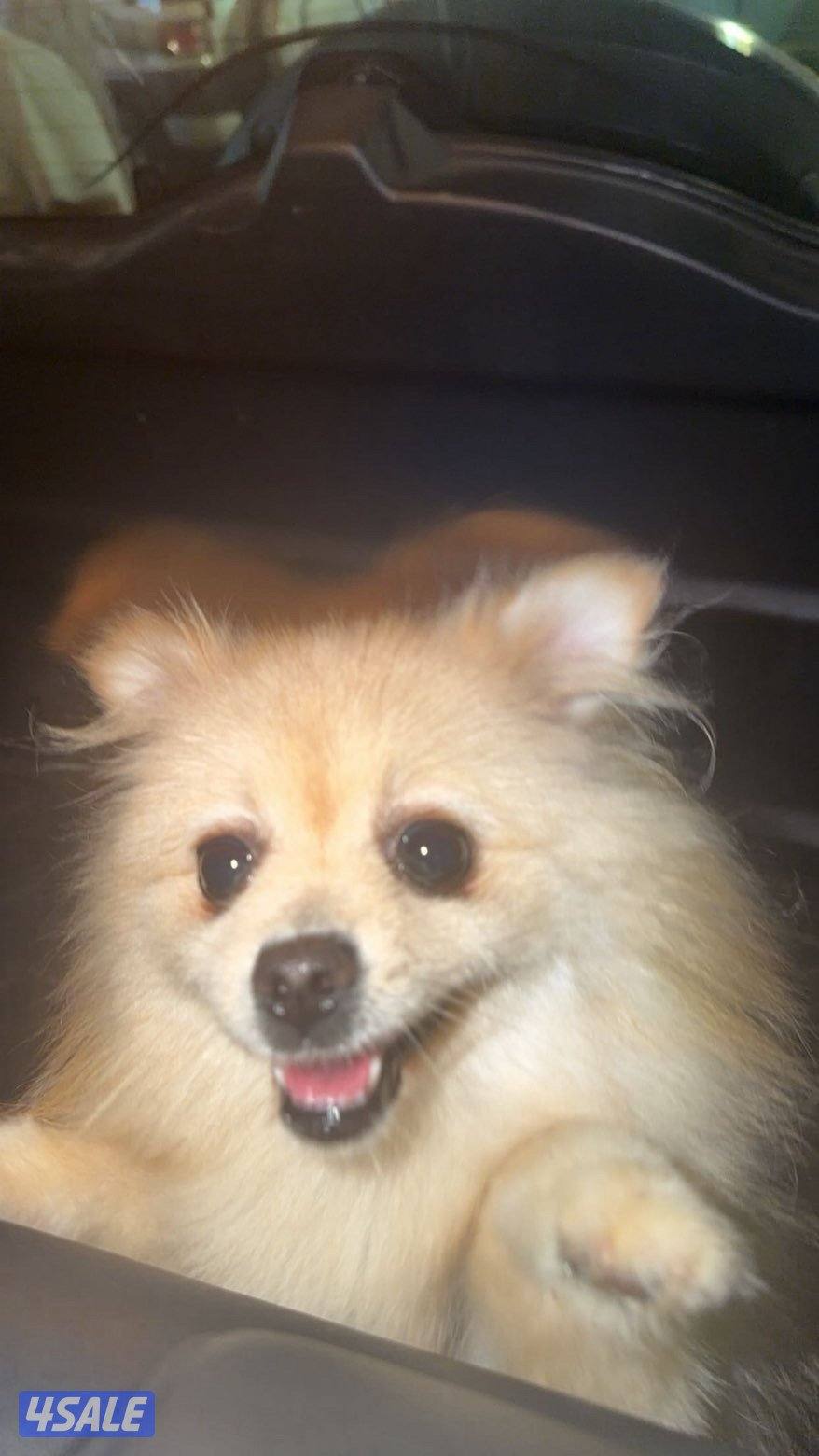 هدية قطعق٣2