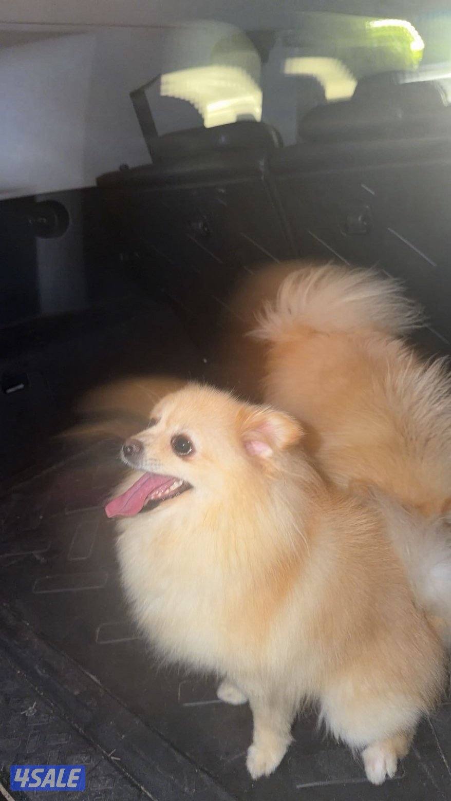 هدية قطعق٣3