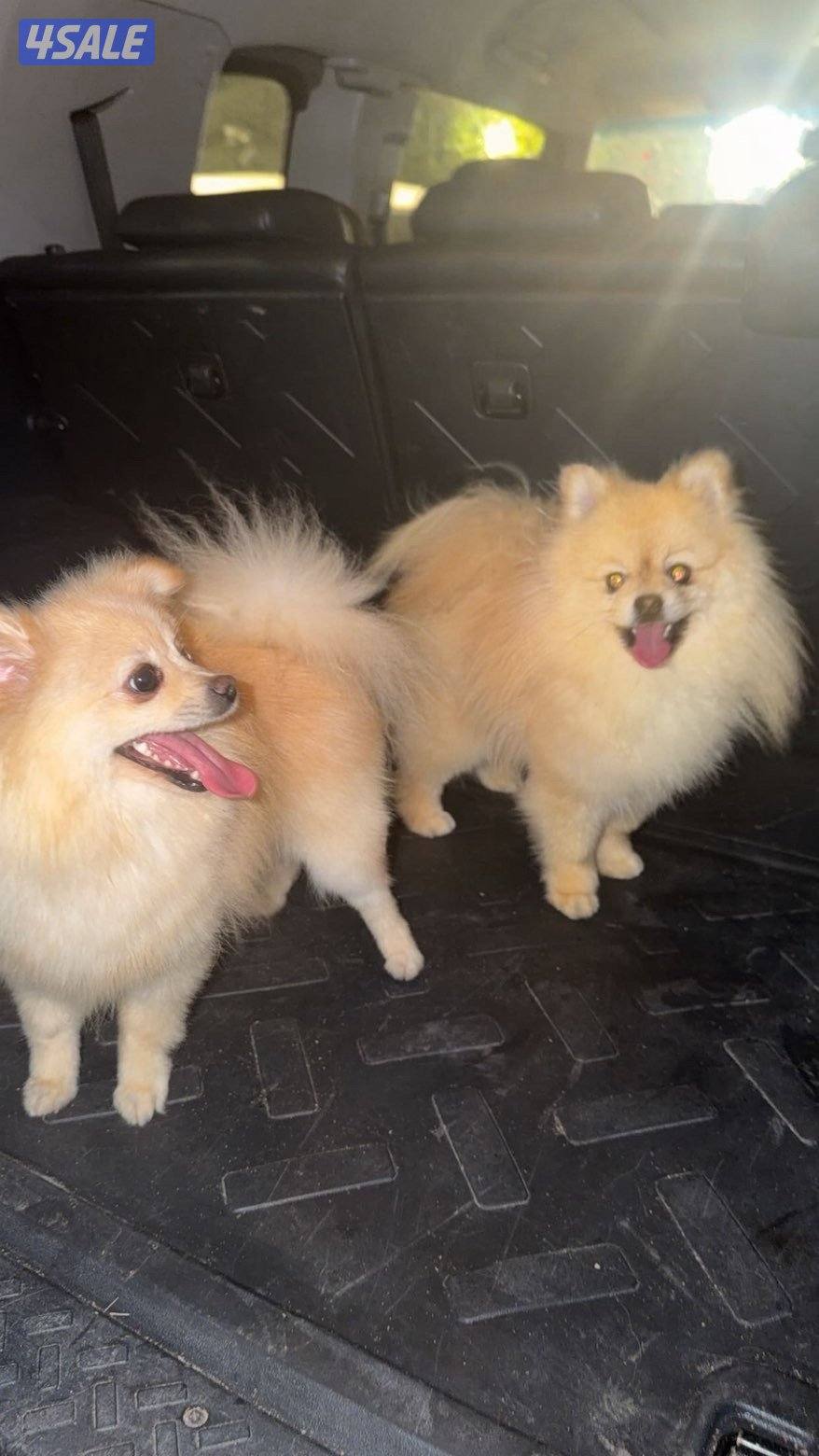 هدية قطعق٣4