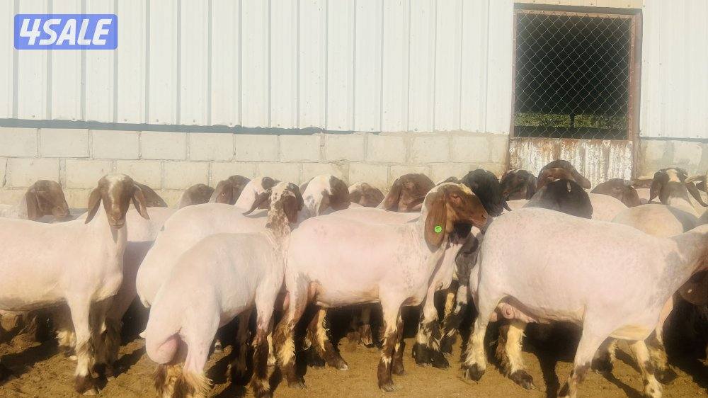 حلاق غنم وقص أظافر2