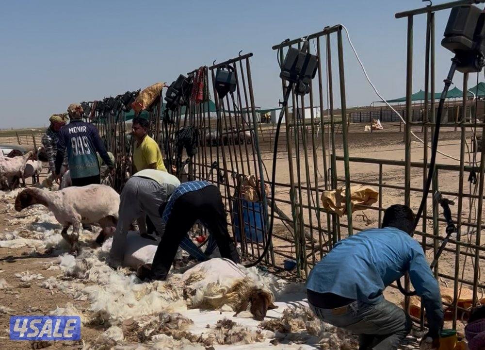 حلاق غنم وقص أظافر1