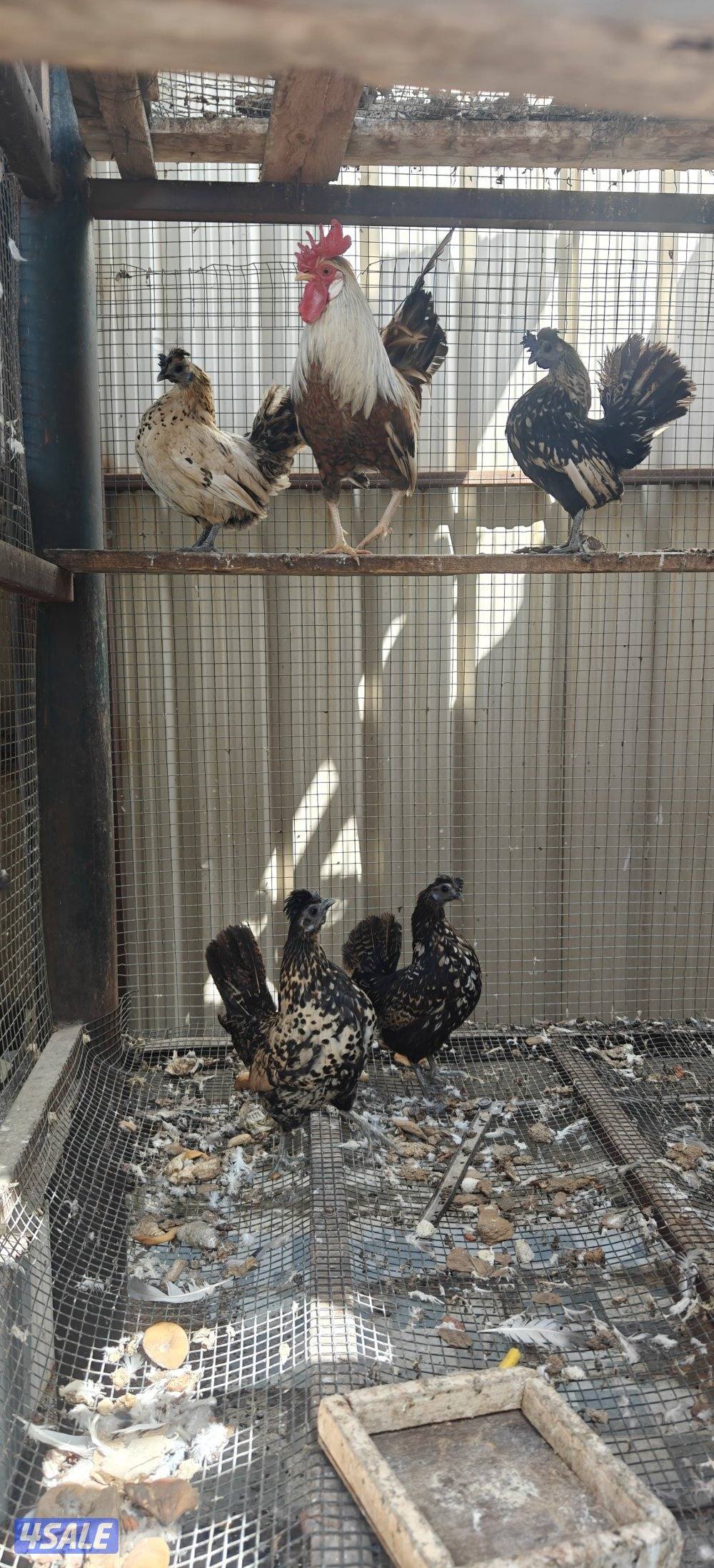 للبيع مجموعه دجاج 4 وديج حباحب وهزات0