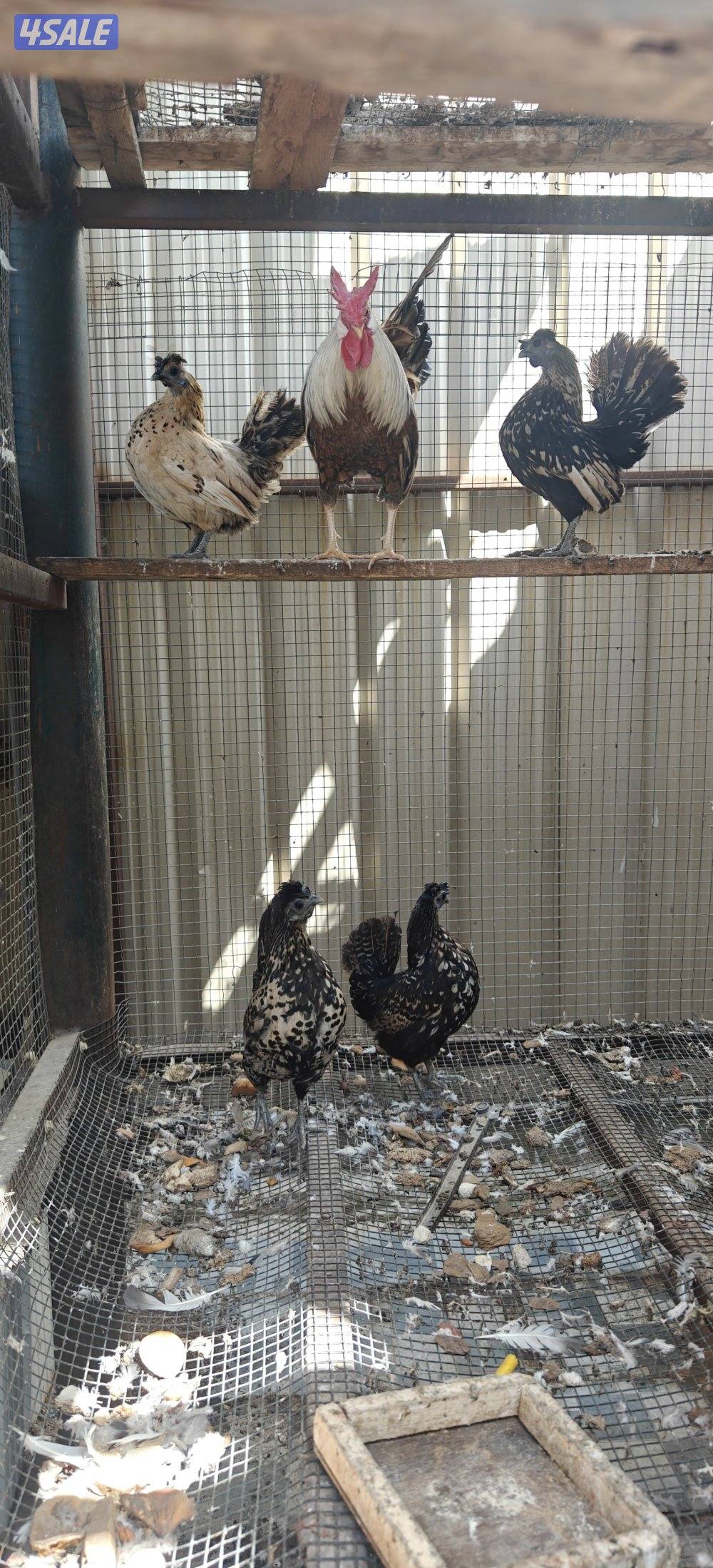 للبيع مجموعه دجاج 4 وديج حباحب وهزات1