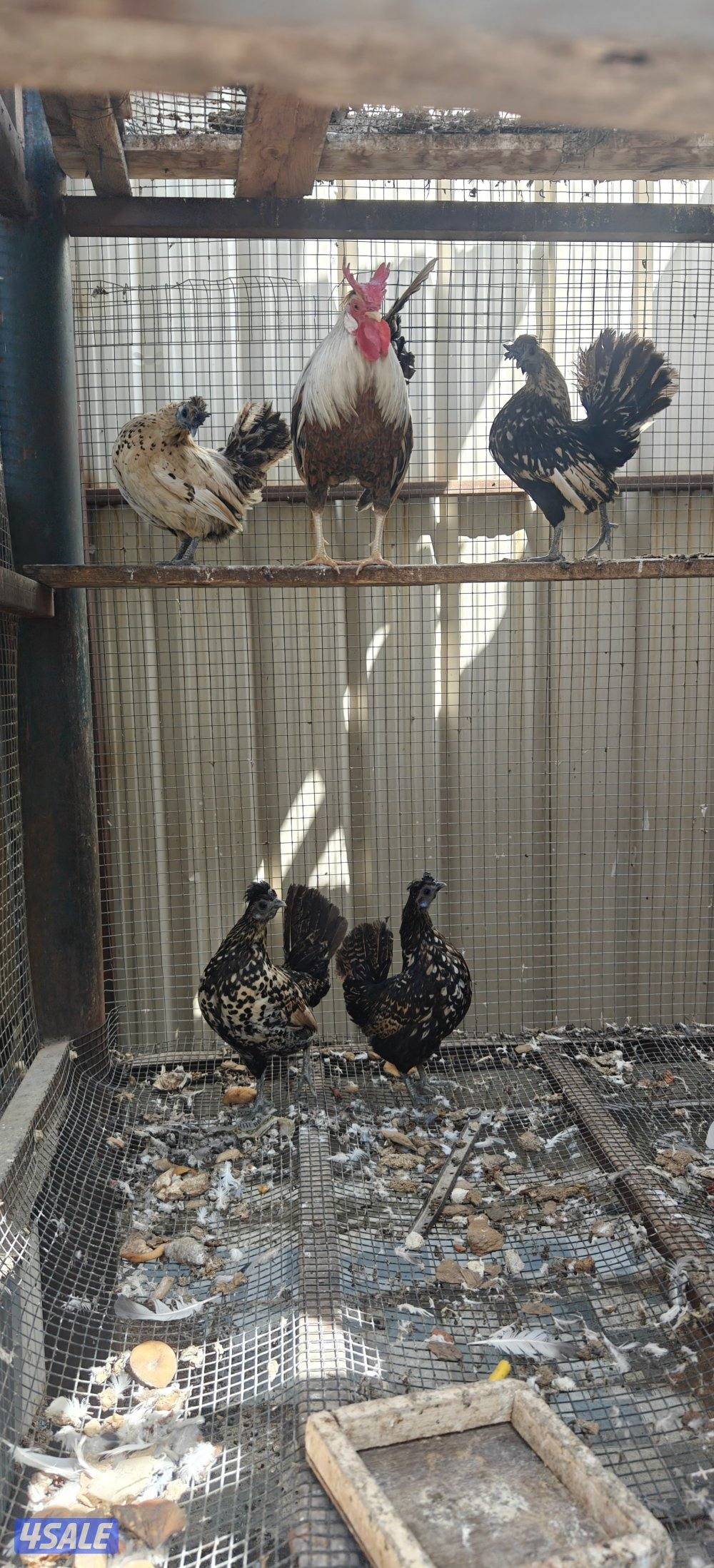 للبيع مجموعه دجاج 4 وديج حباحب وهزات2