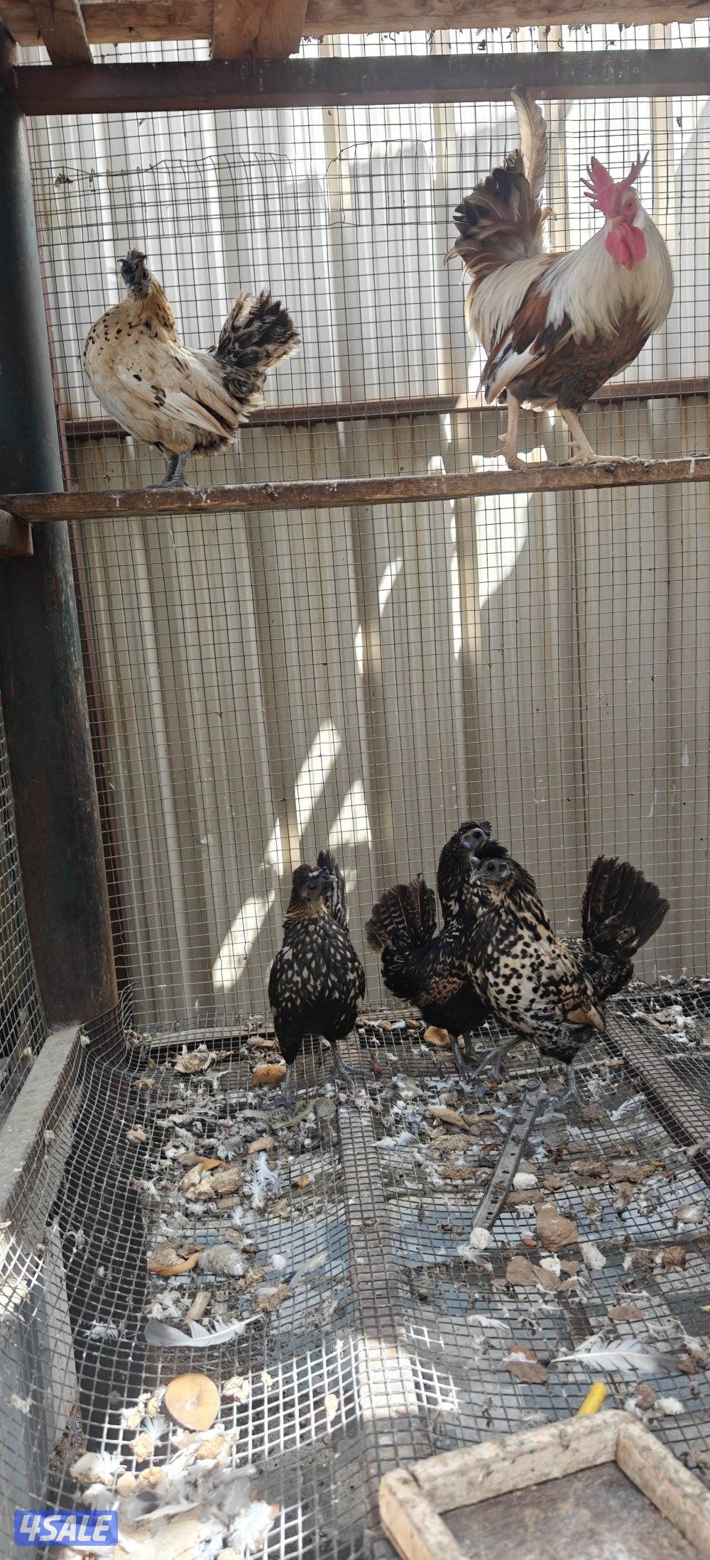 للبيع مجموعه دجاج 4 وديج حباحب وهزات3