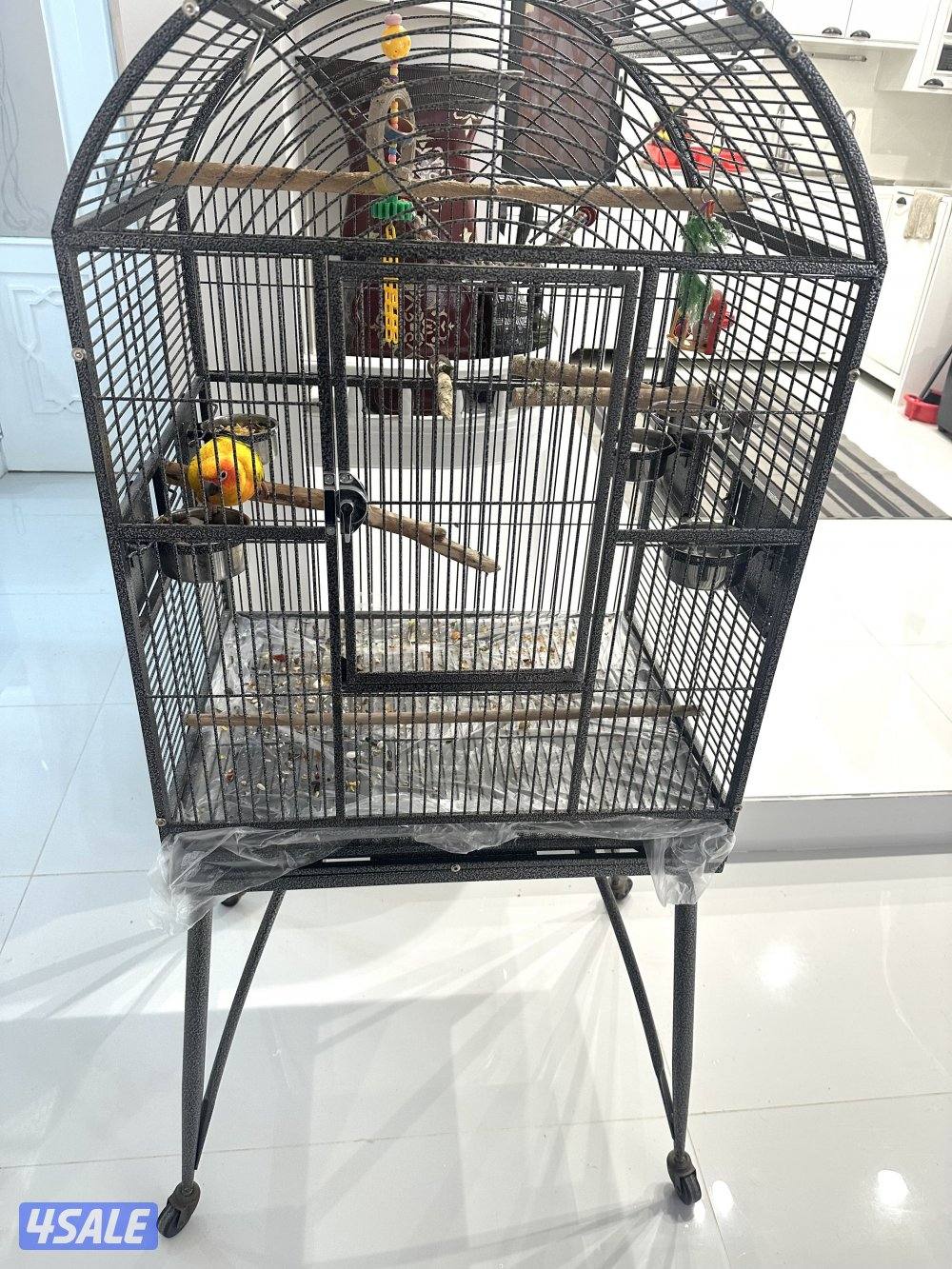 صن كنيور/ كوكتيل بدون القفص10