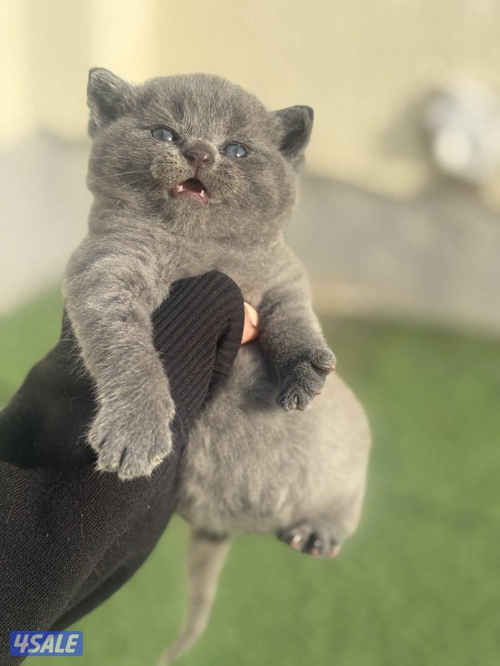 كتن سكوتش فولد بيور🐾0