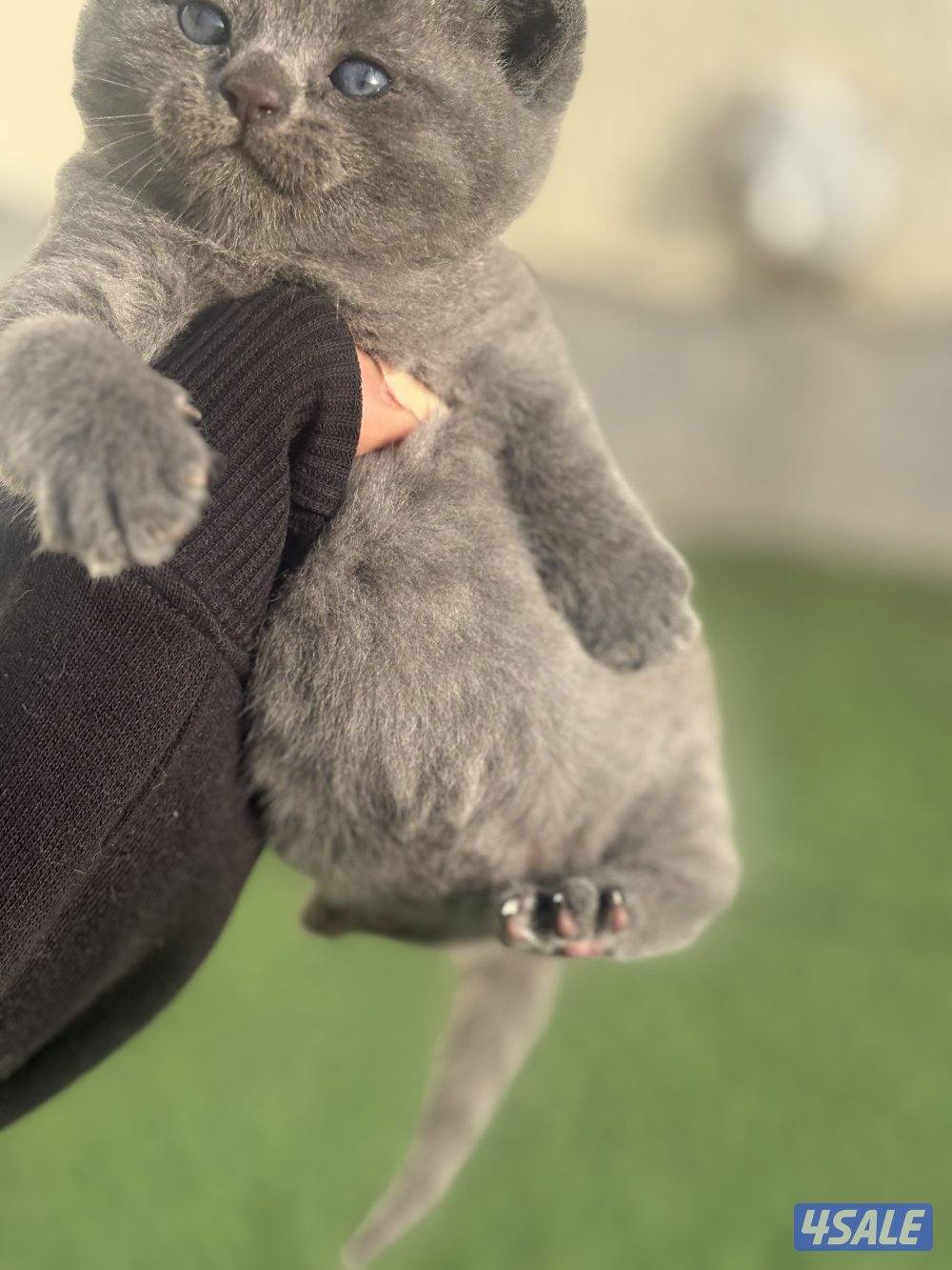 كتن سكوتش فولد بيور🐾1