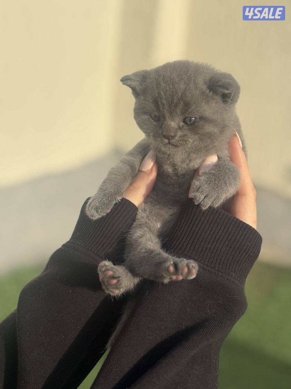 كتن سكوتش فولد بيور🐾2