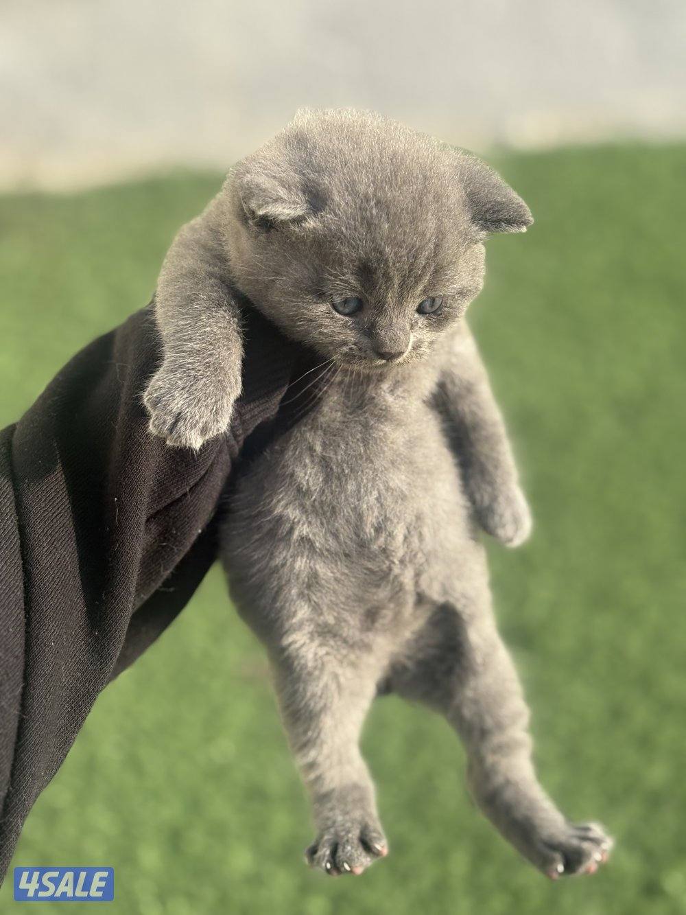 كتن سكوتش فولد بيور🐾3