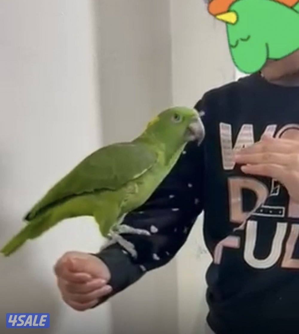 للبيع يالوناب0