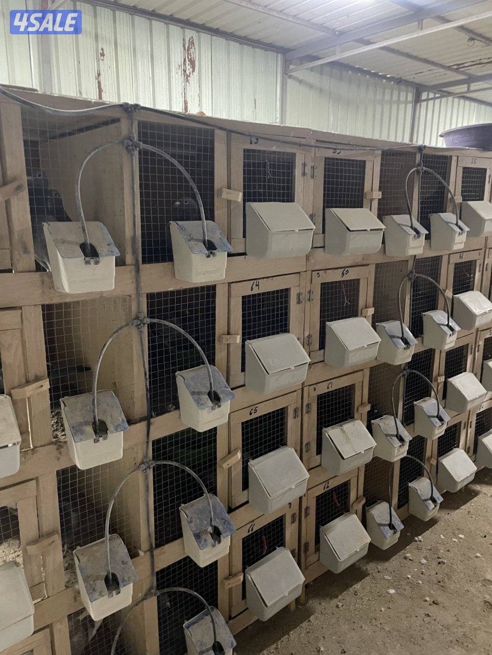 زاجل ازواج0