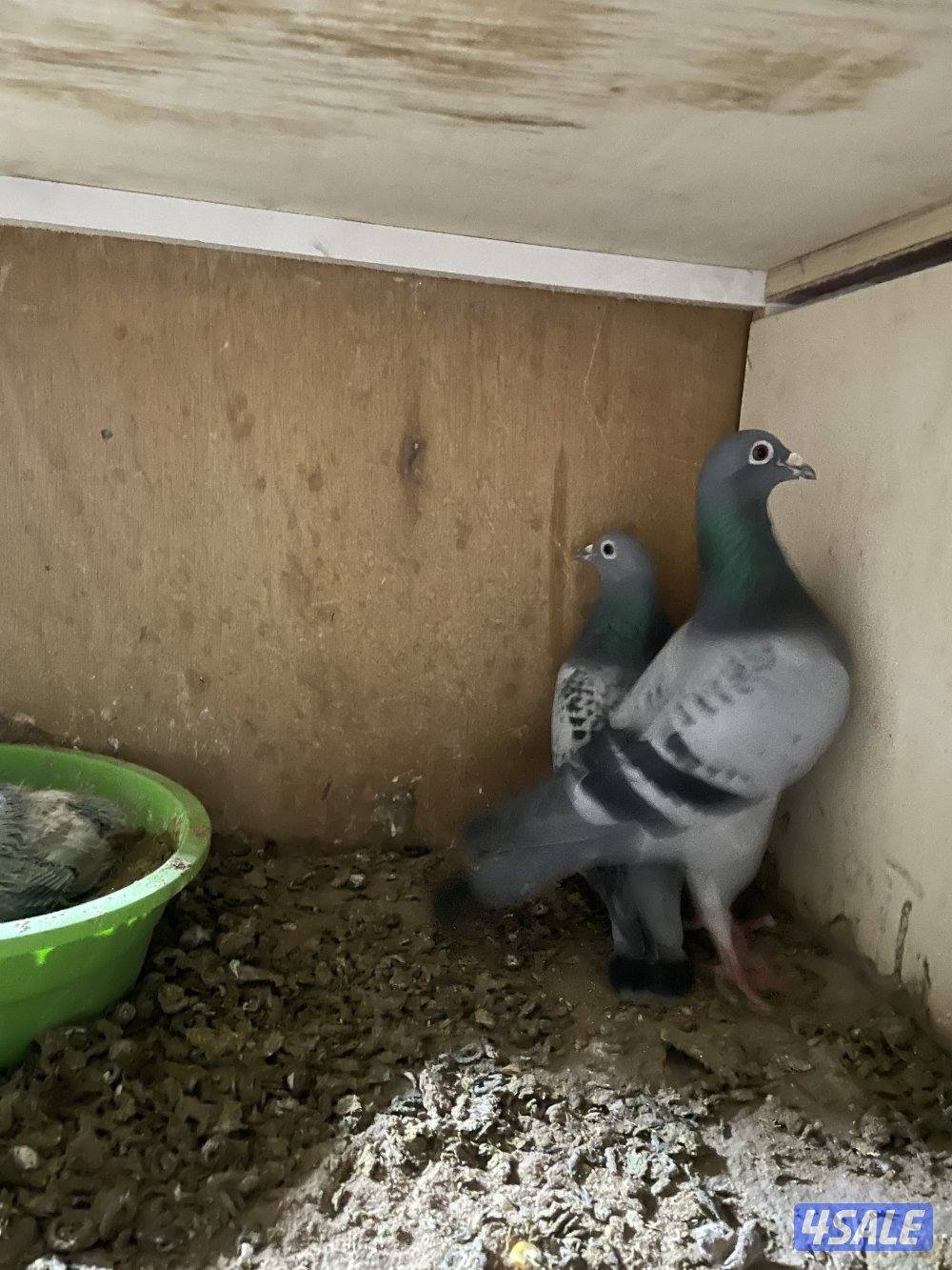 زاجل ازواج1