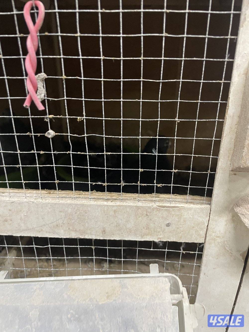 زاجل ازواج2