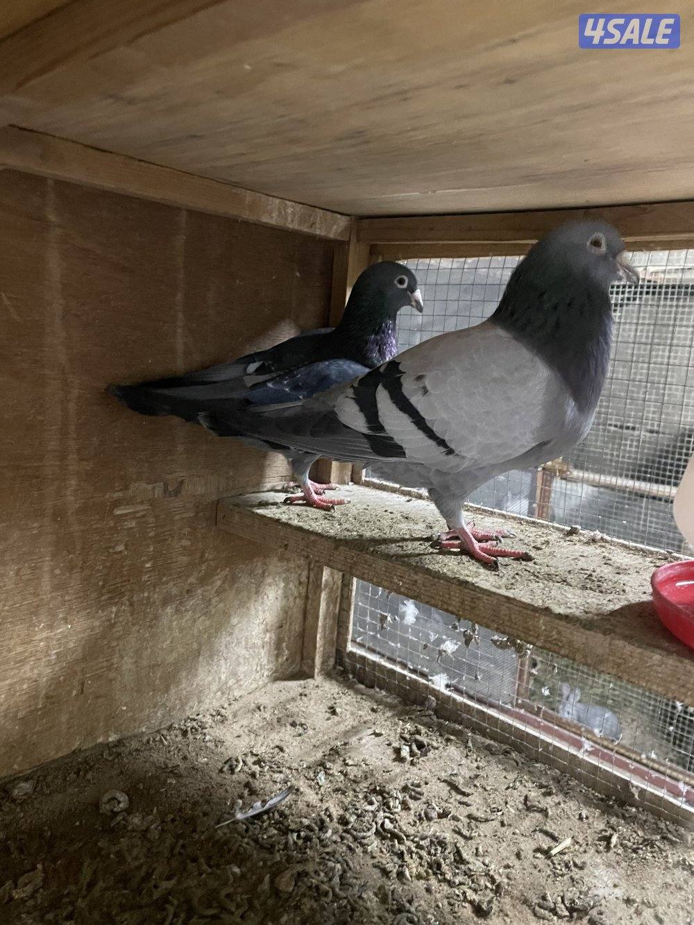 زاجل ازواج3