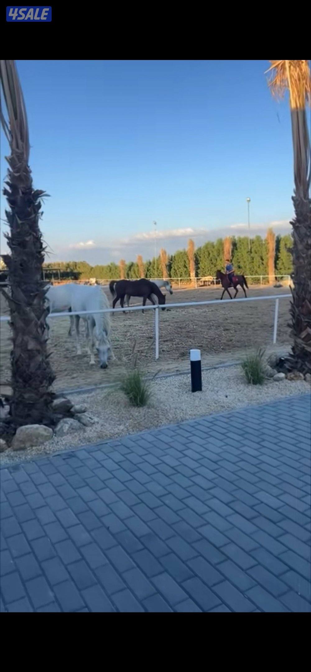 مركز النشمي للفروسية0