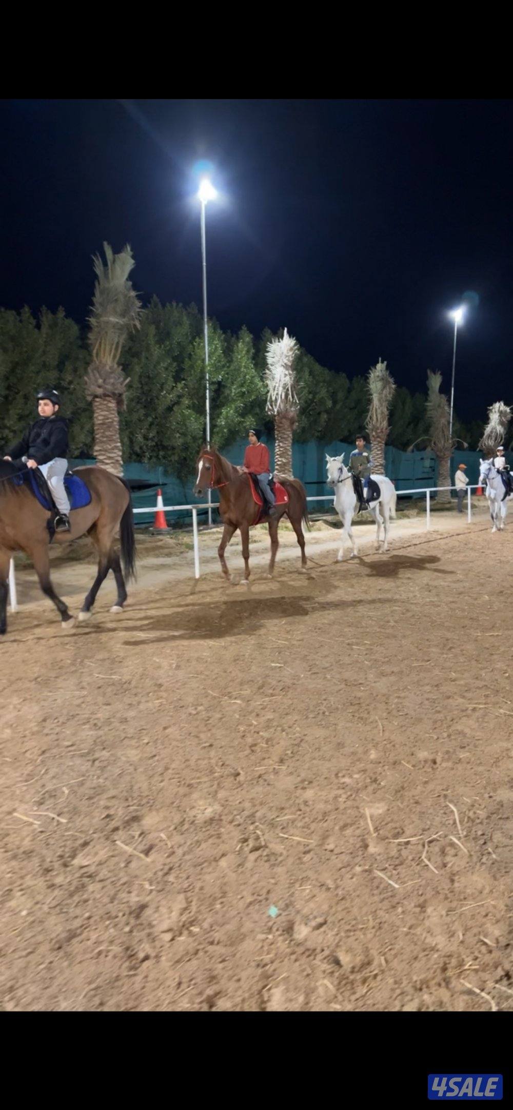 مركز النشمي للفروسية1