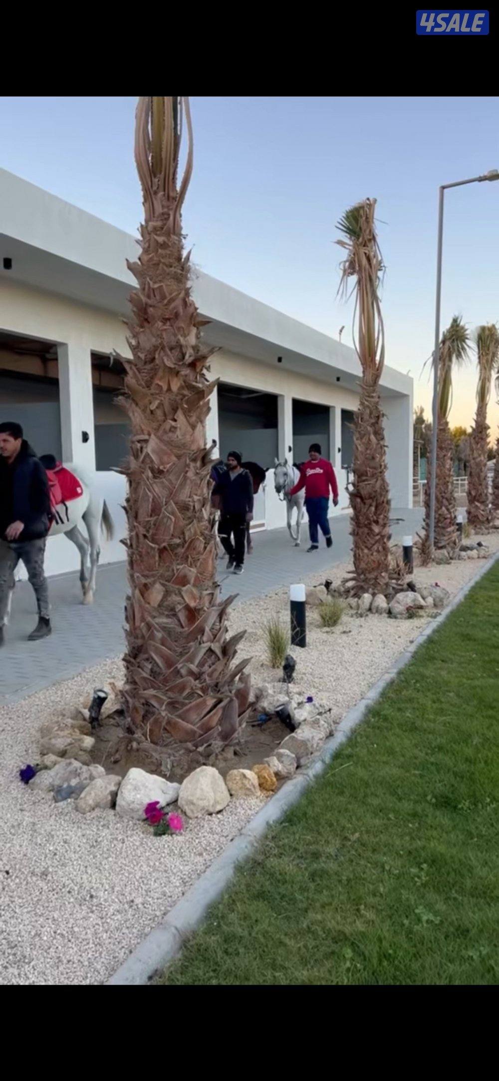 مركز النشمي للفروسية2