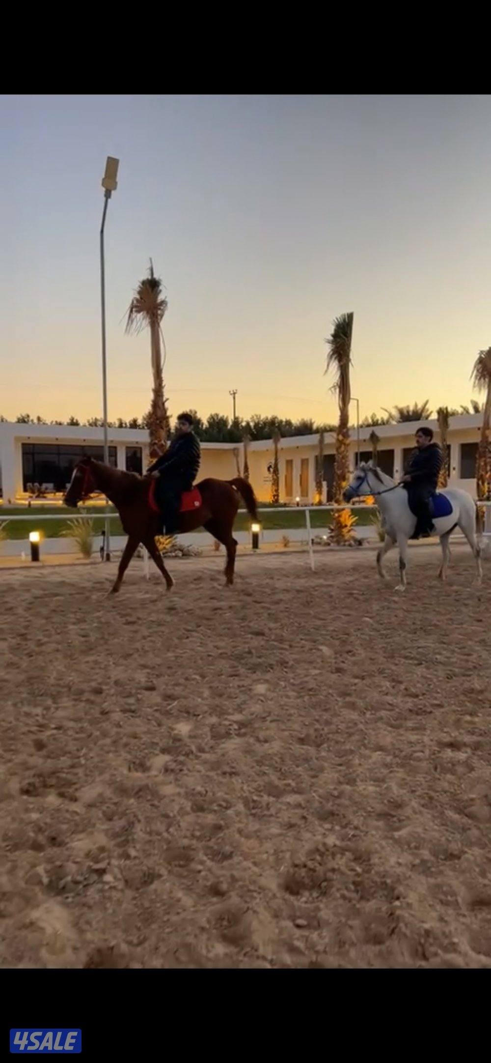 مركز النشمي للفروسية3