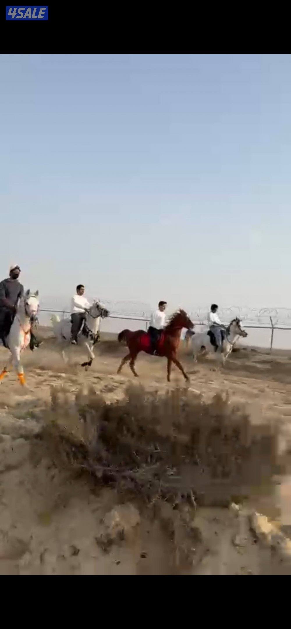 مركز النشمي للفروسية6