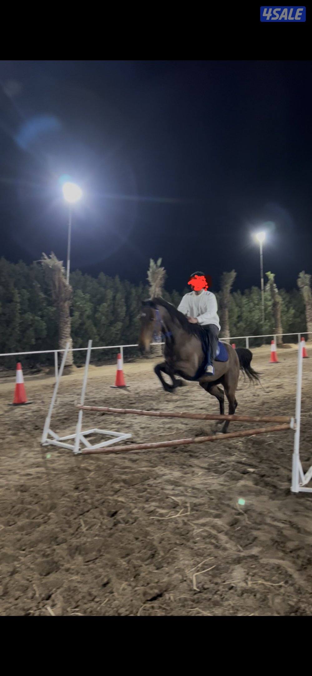 مركز النشمي للفروسية4