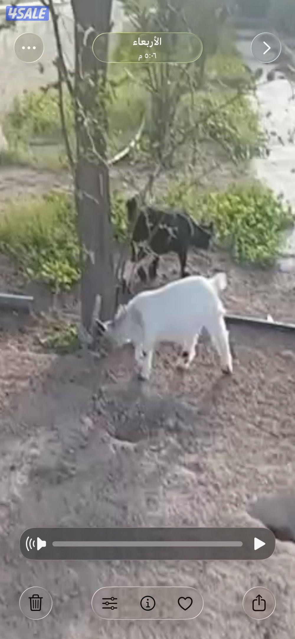 للبيع جيكيات0