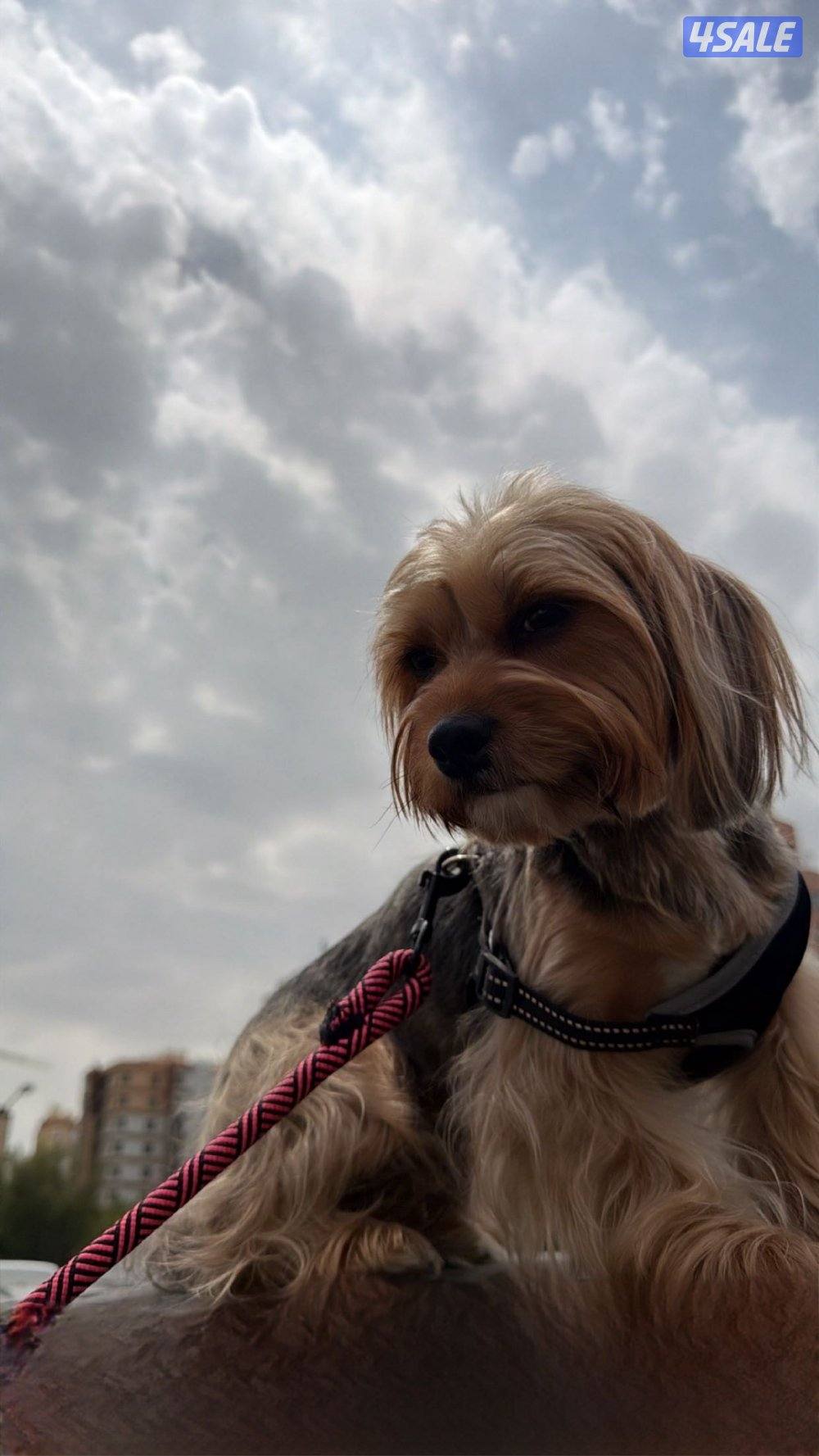 يوركشاير بيعه سريعه وسعر خيالي صامل يدش واتس2