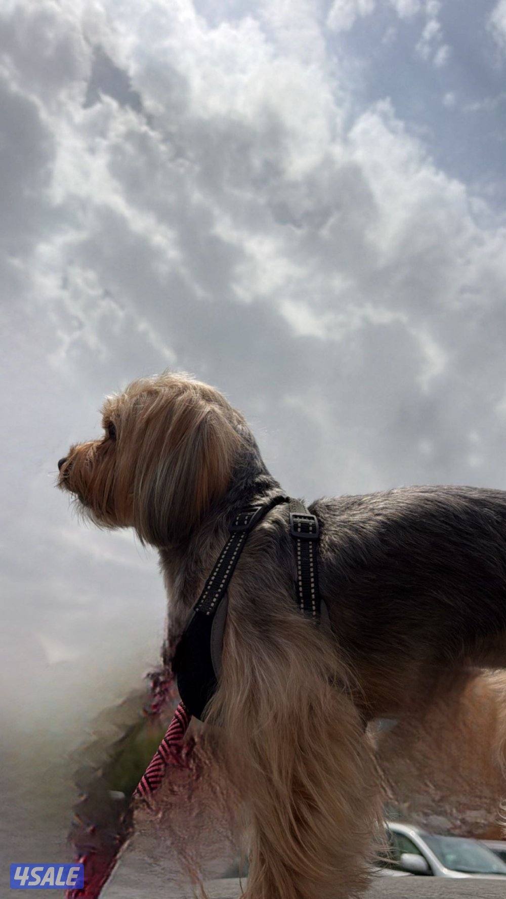 يوركشاير بيعه سريعه وسعر خيالي صامل يدش واتس3