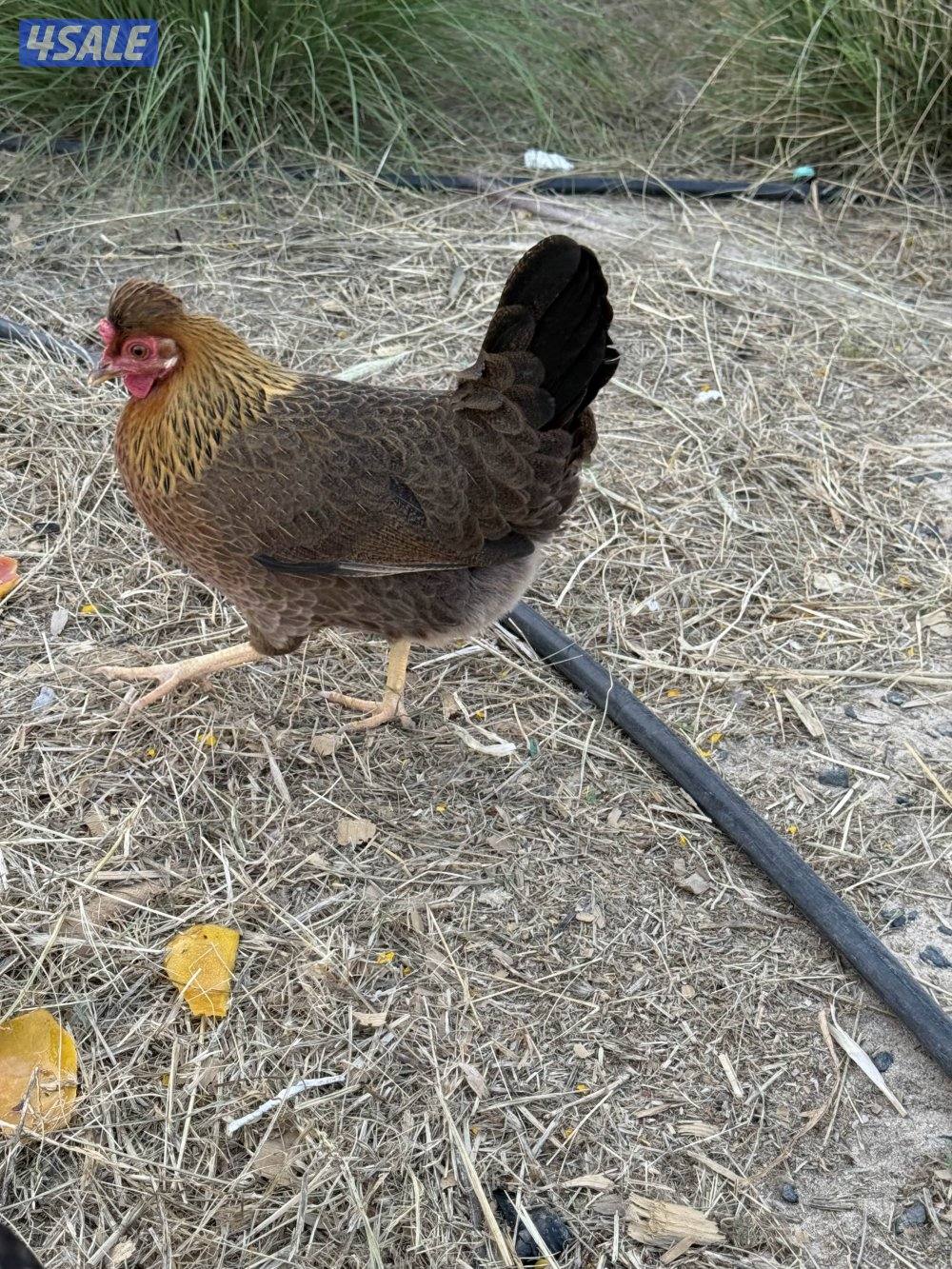 دجاج عربي قديم0