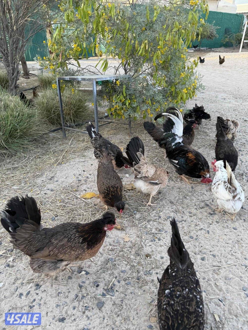 دجاج عربي قديم1