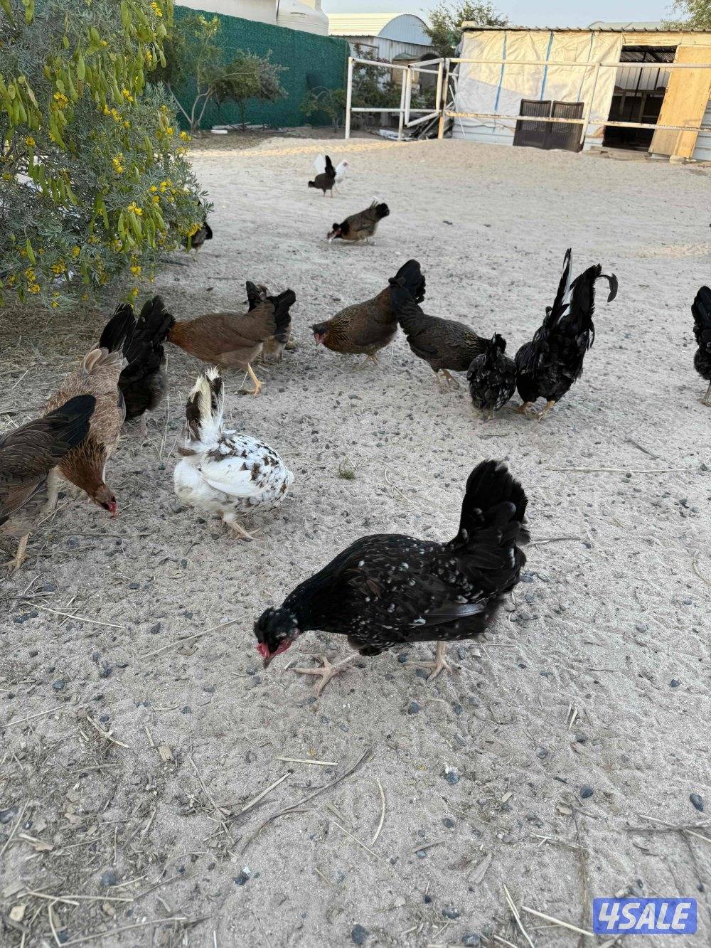 دجاج عربي قديم2