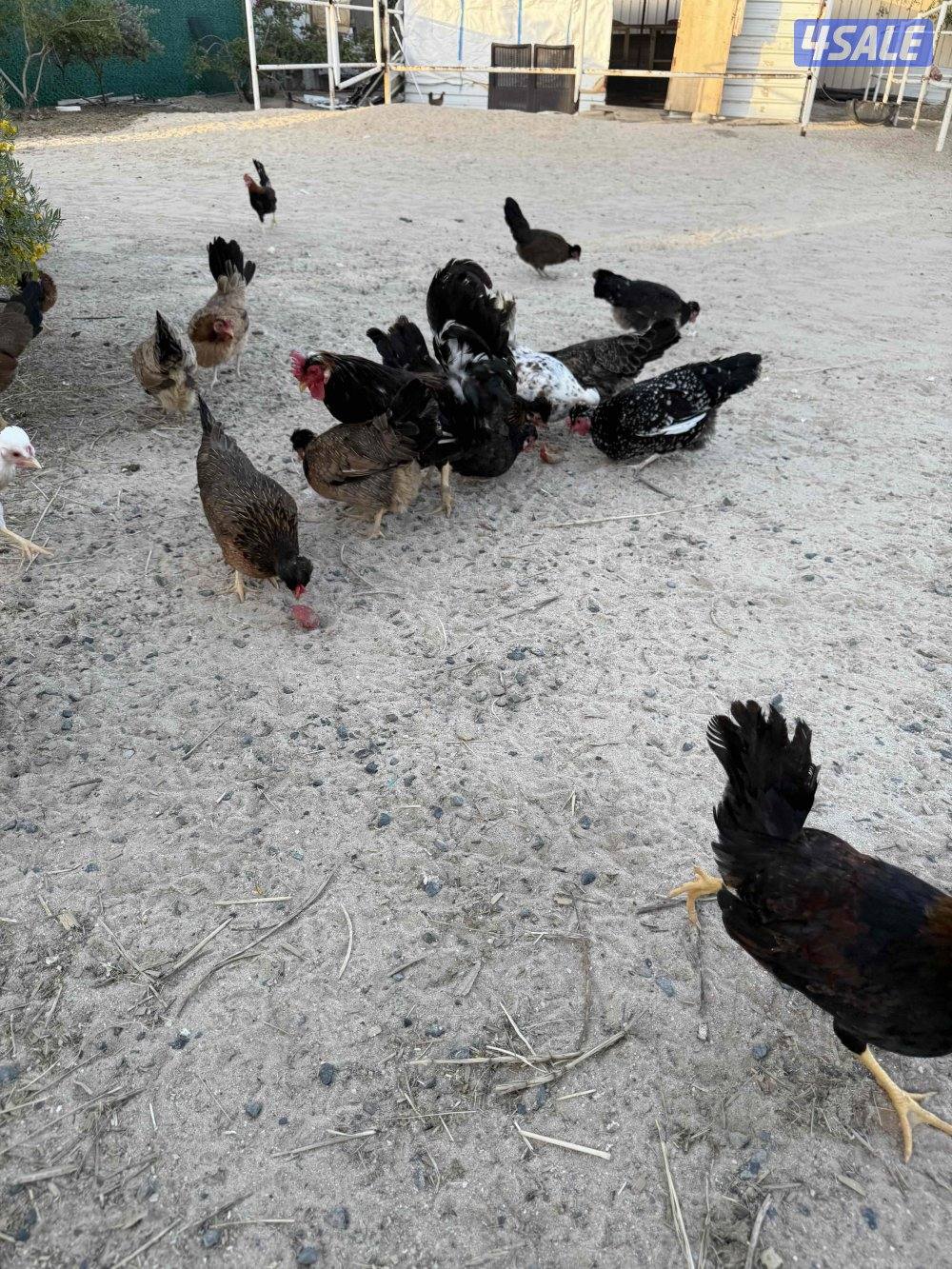 دجاج عربي قديم3