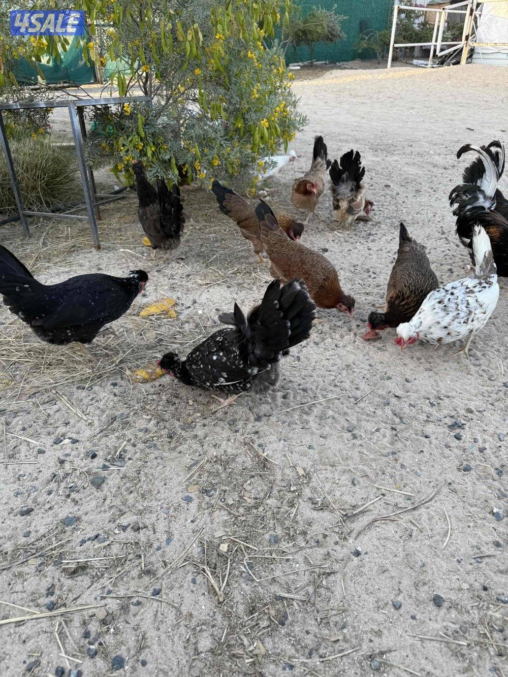 دجاج عربي قديم4