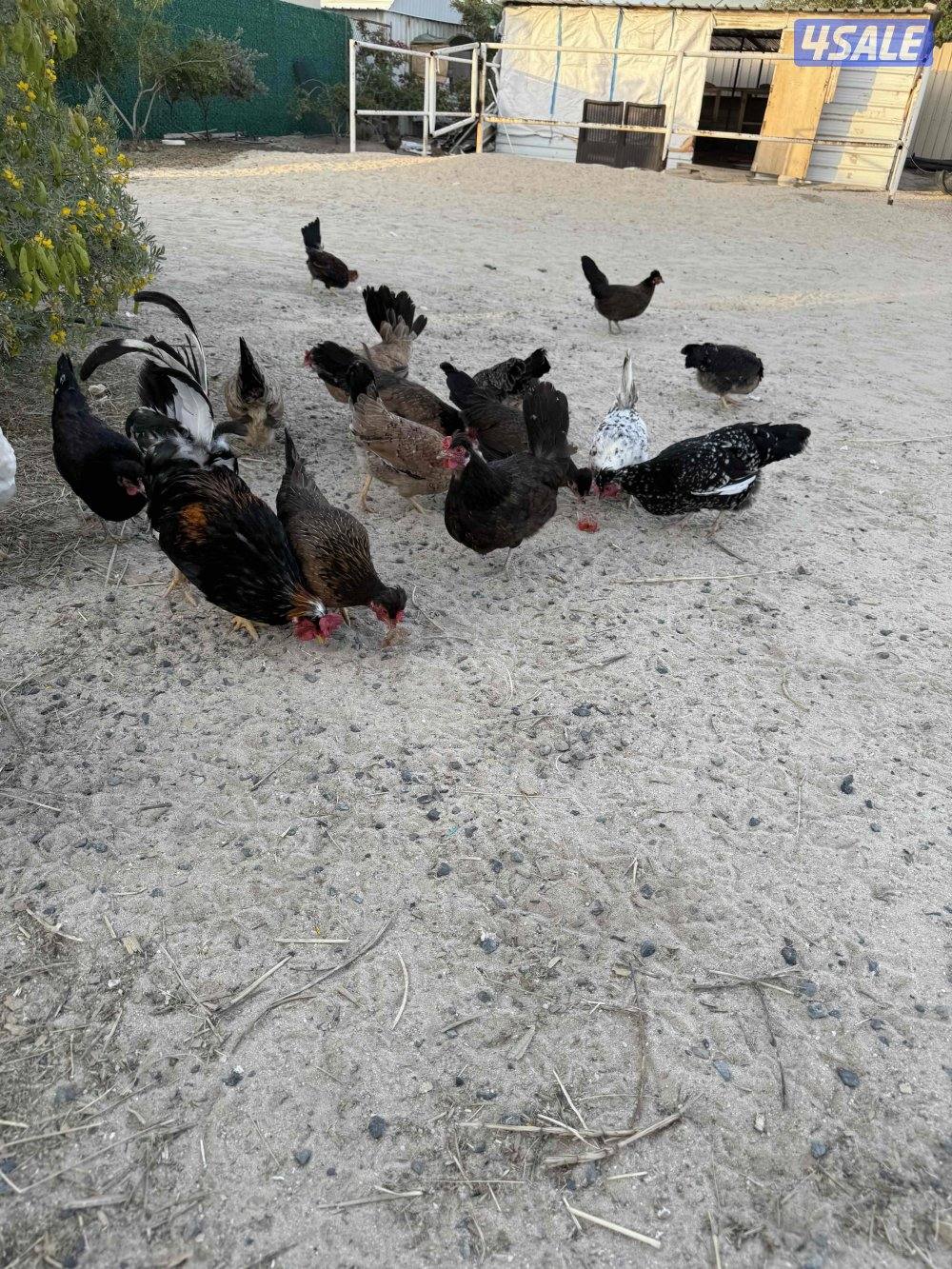 دجاج عربي قديم5