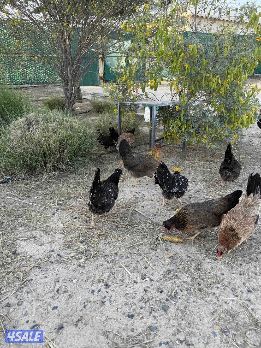 دجاج عربي قديم6