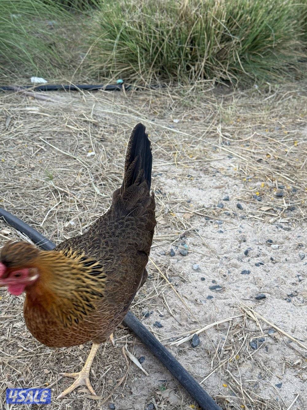 دجاج عربي قديم7