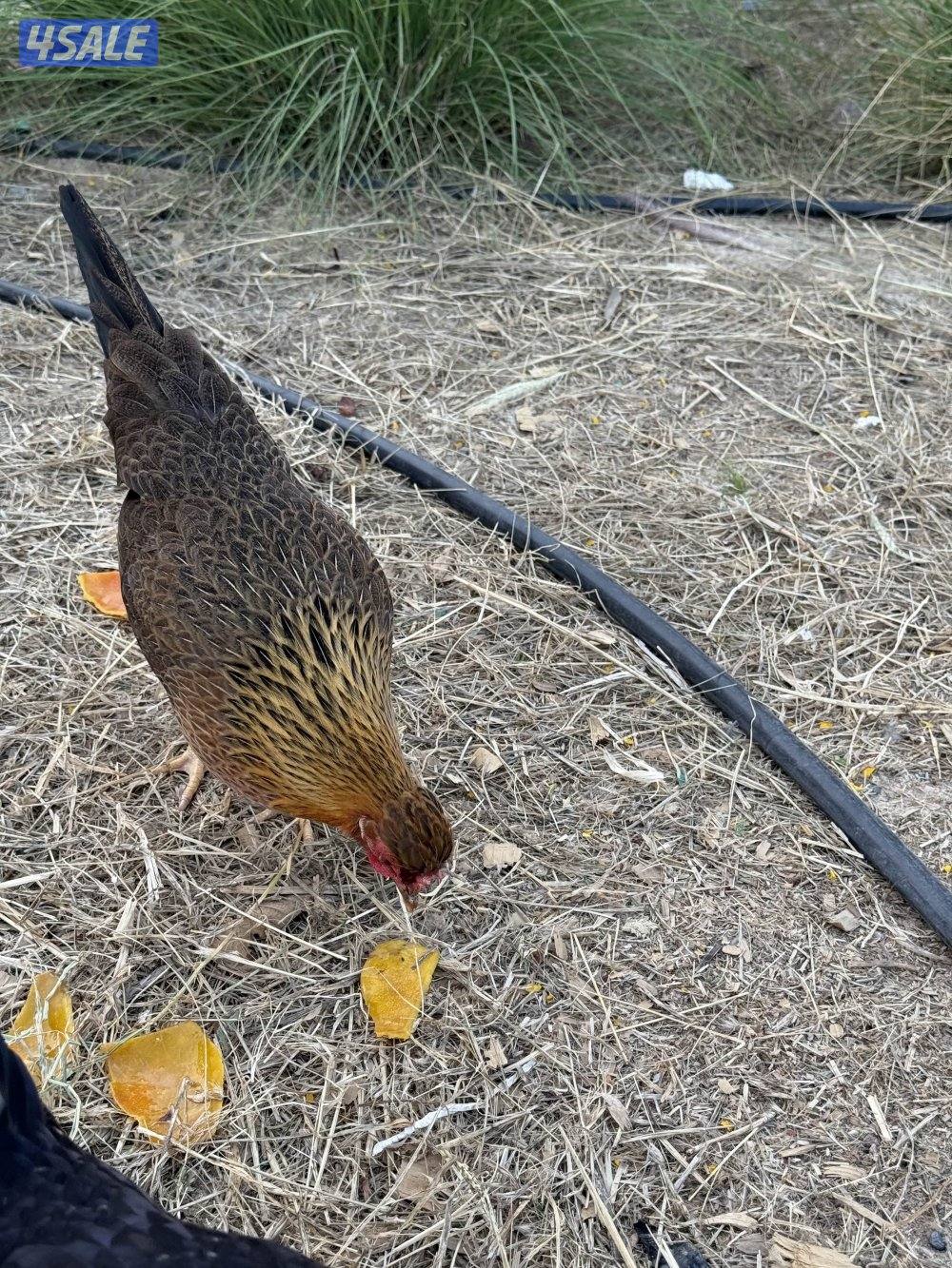 دجاج عربي قديم8