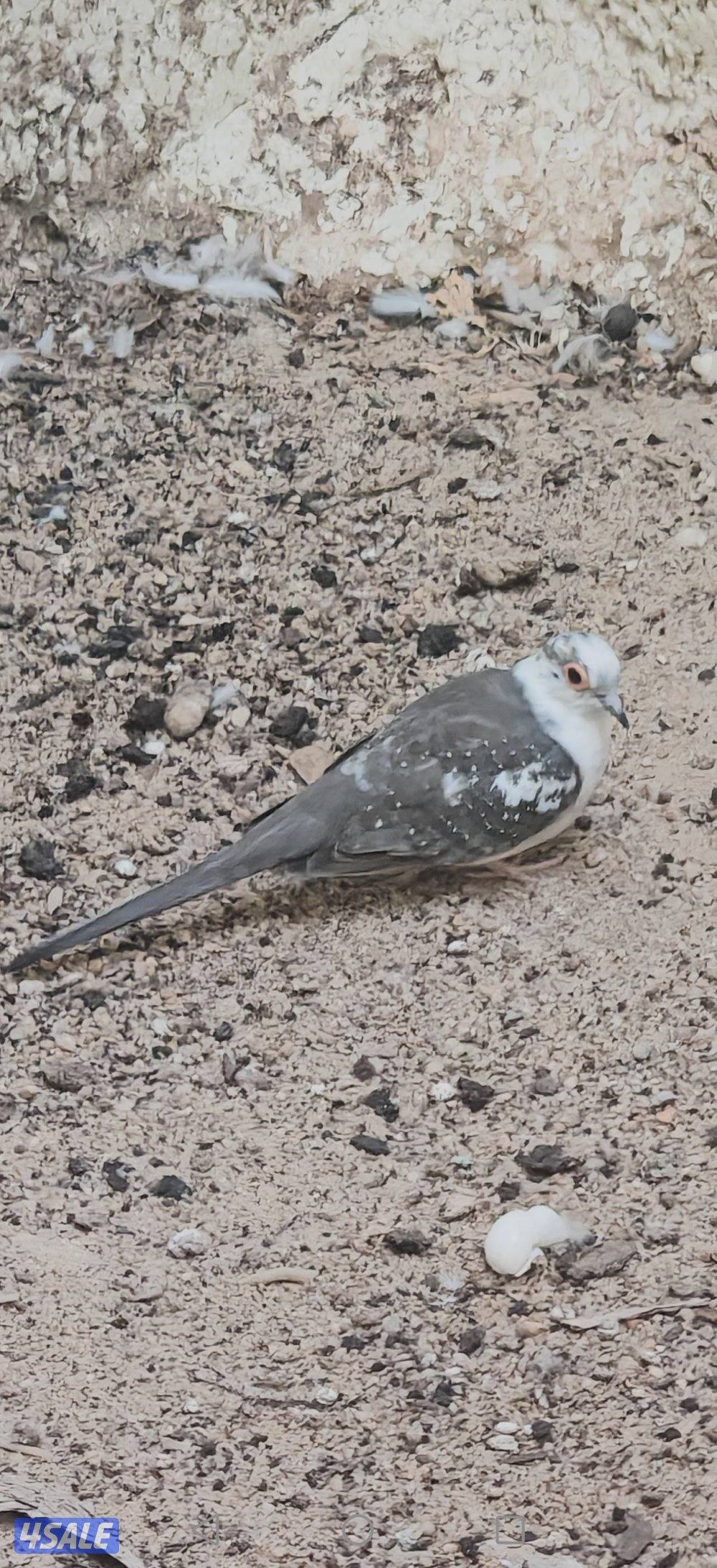 سلوي قطعة 120